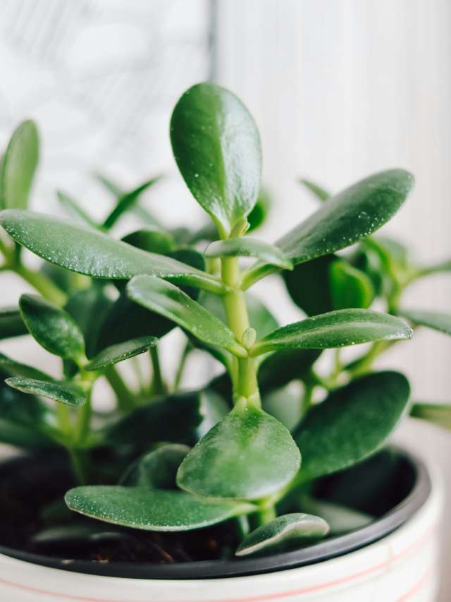 5 Tips To Care Jade Plant In Winter Season 