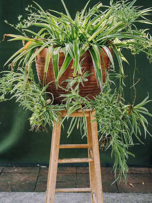 7 Tips To Care Spider Plants in Winter Season 