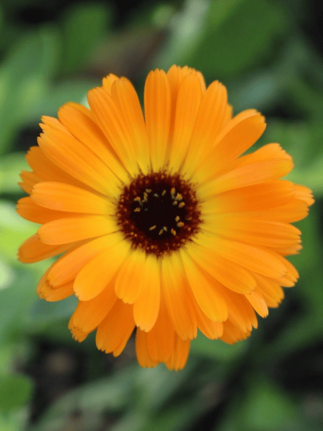 8 Beautiful Orange Winter Flowers 