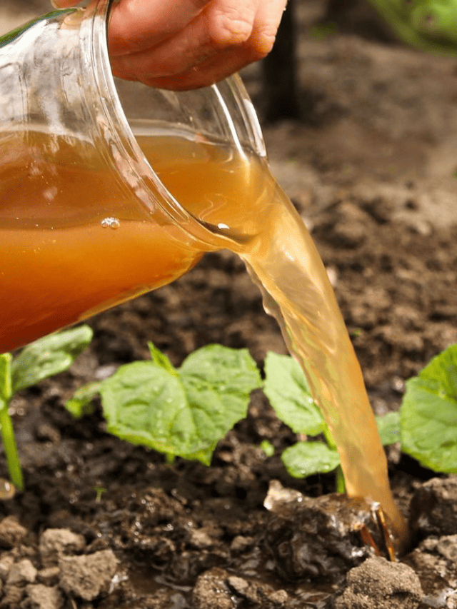 8 Rich Natural Fertilisers For Your Plants