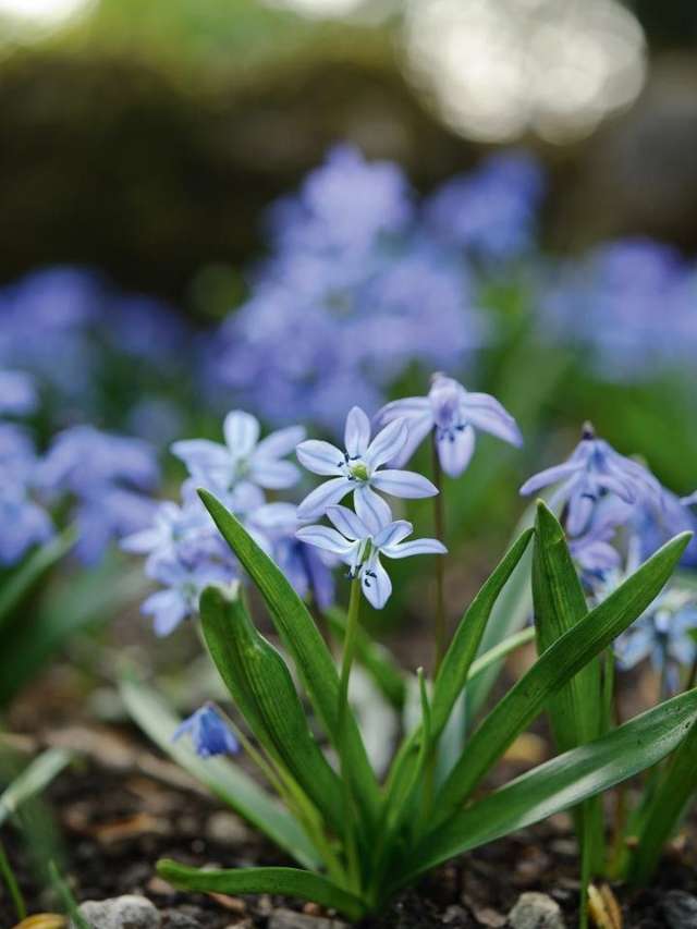 8 Stunning Winter Flowers For Garden