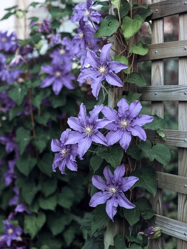 9 Low Maintenance Creepers That Will Add Charm To Your Balcony 