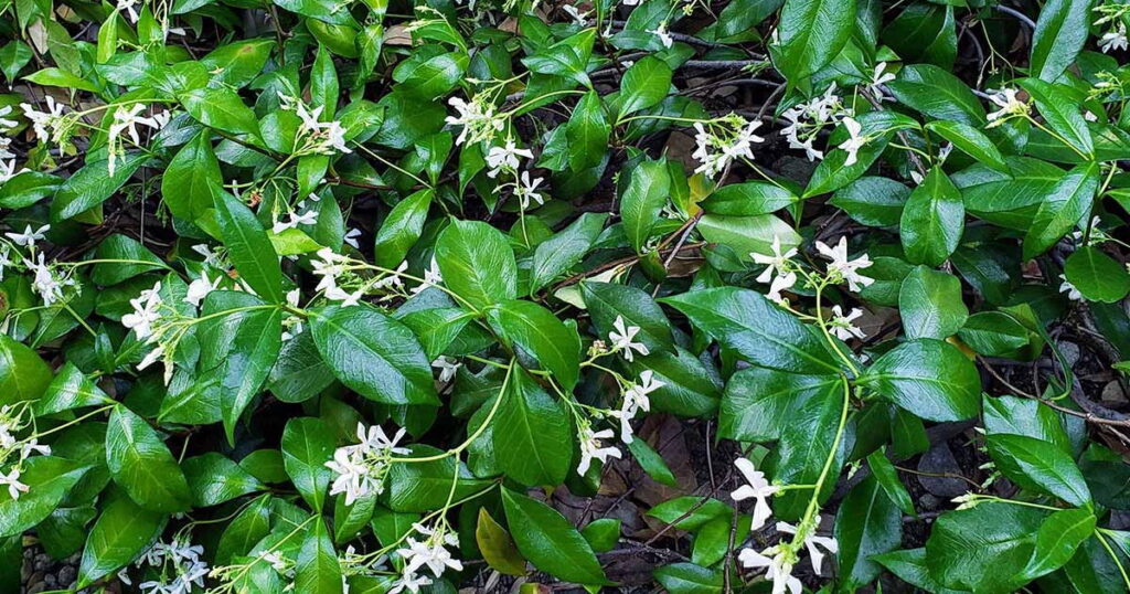 Chinese Star Jasmine