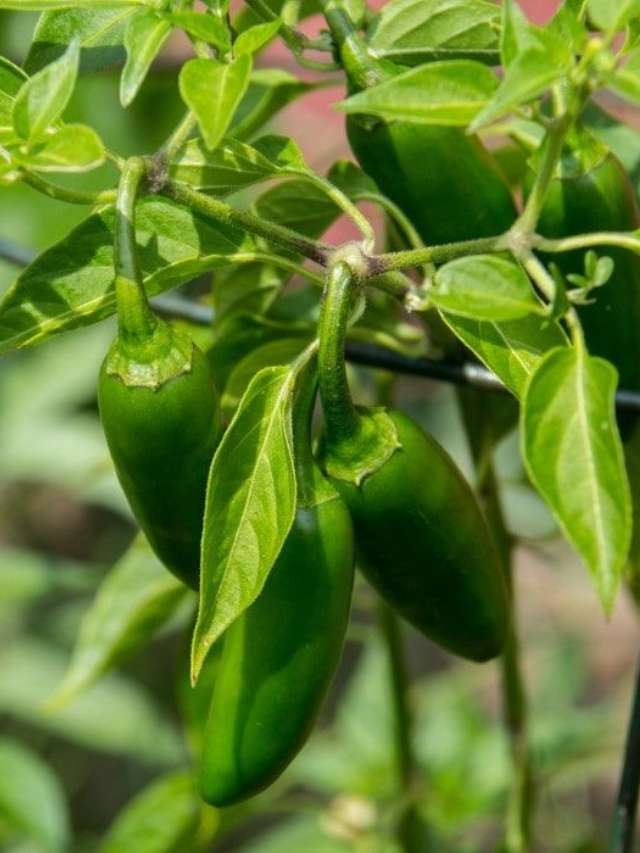 How To Grow Jalapeno Pepper Plants In Kitchen Garden 