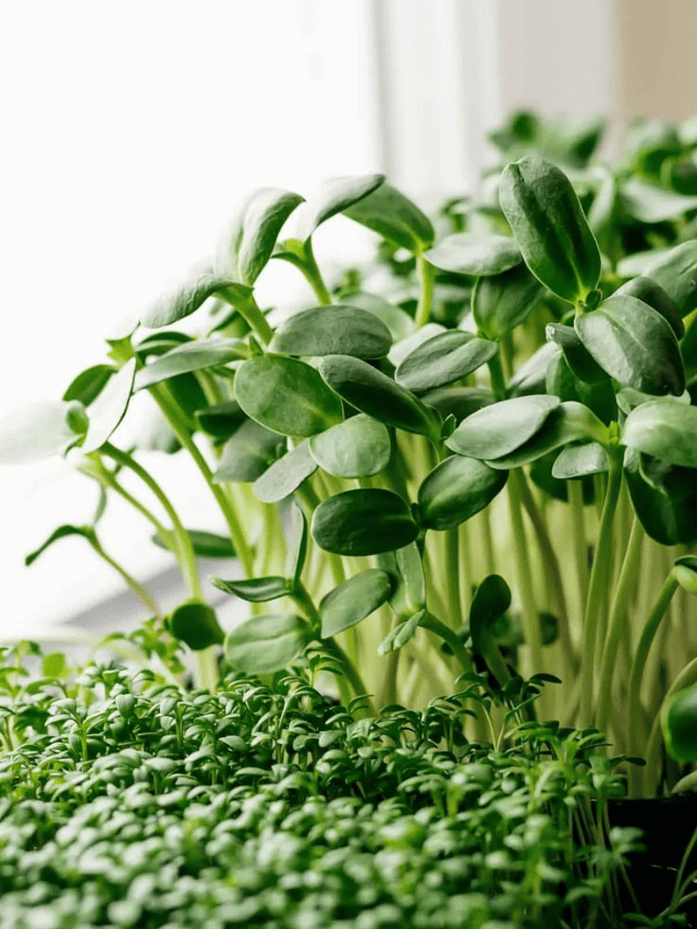 How To Grow Microgreens At Home In Just A Week