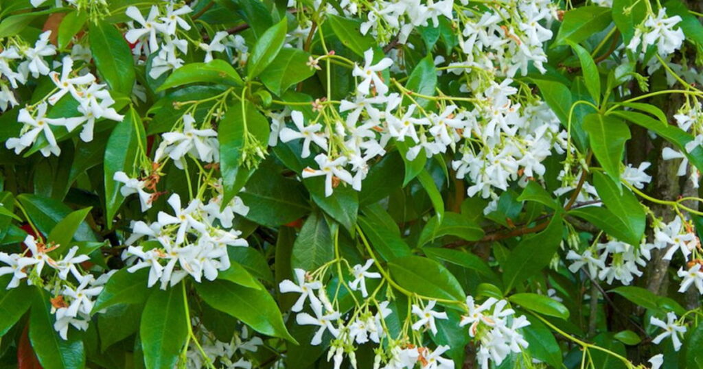 Chinese Star Jasmine