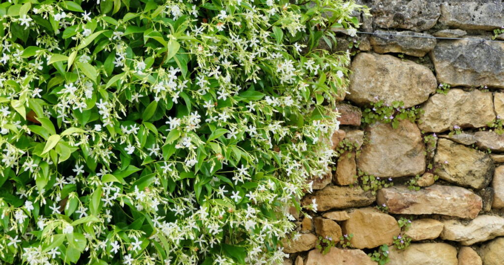 Chinese Star Jasmine