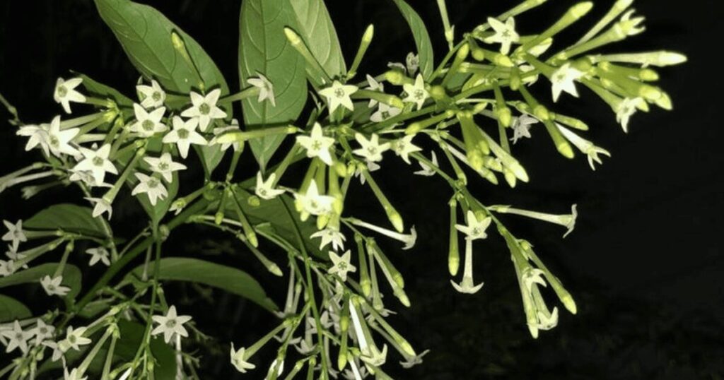 night blooming jasmine