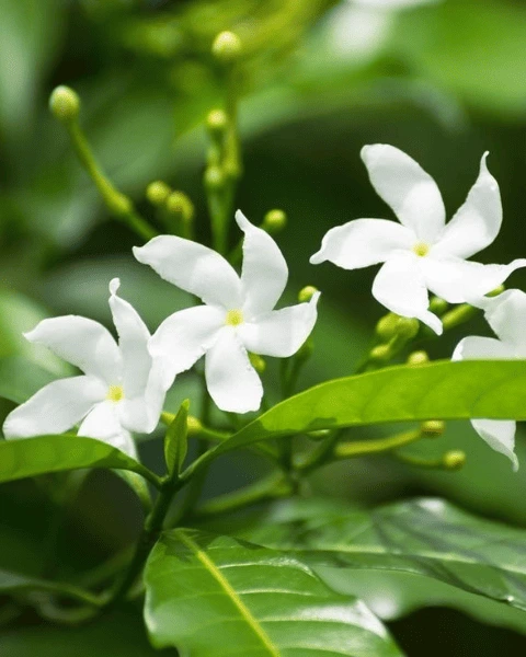 Common Jasmine