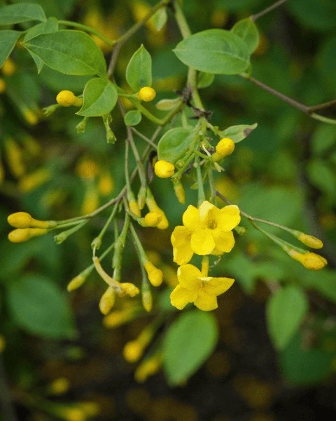 Italian Jasmine