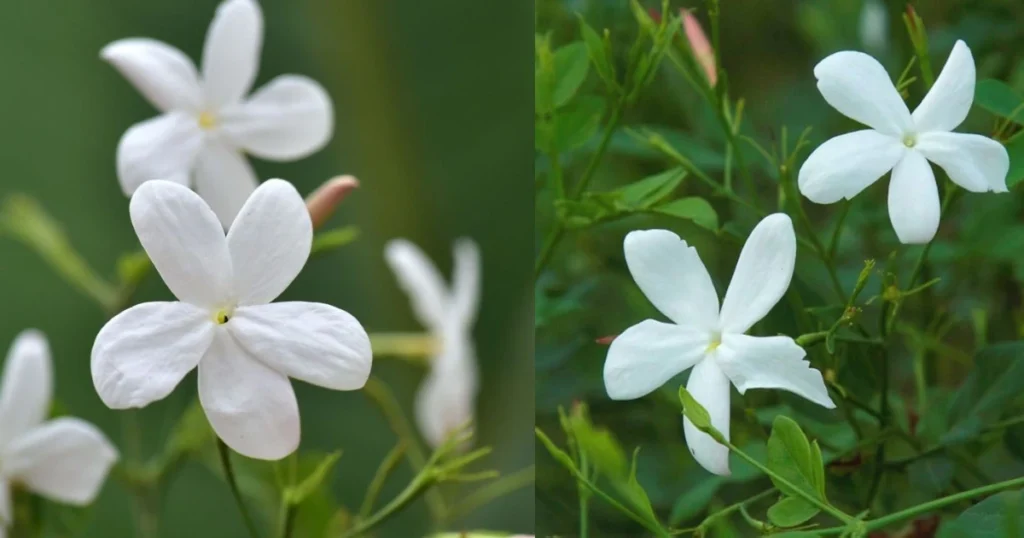 Jasminum grandiflorum