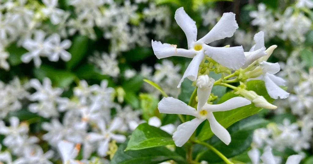 Star jasmine