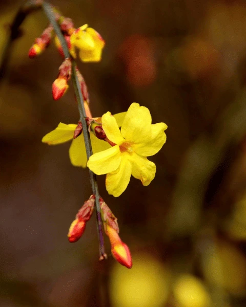 Winter Jasmine