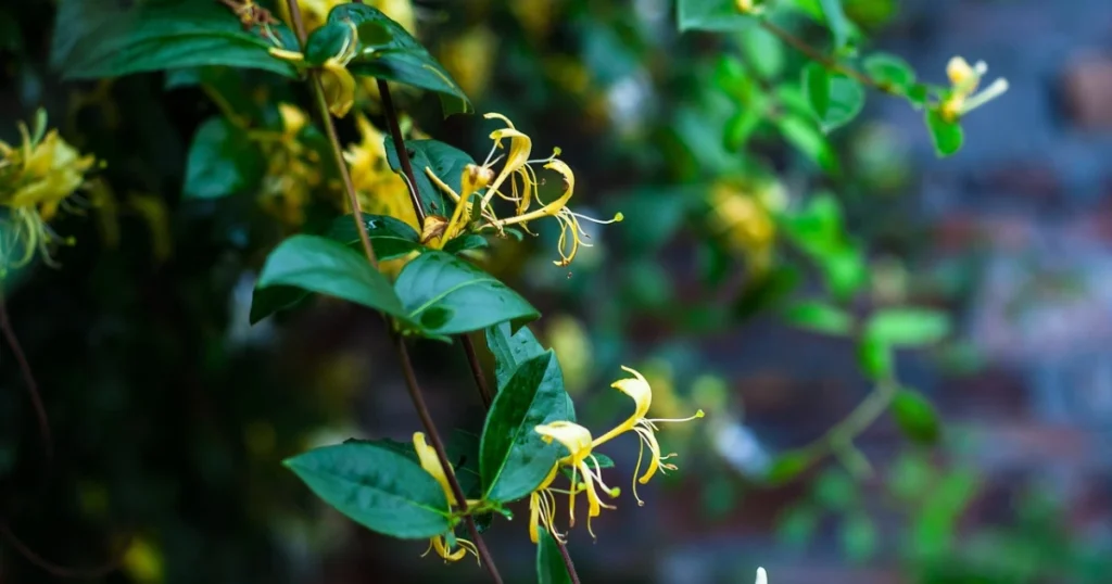 honeysuckle