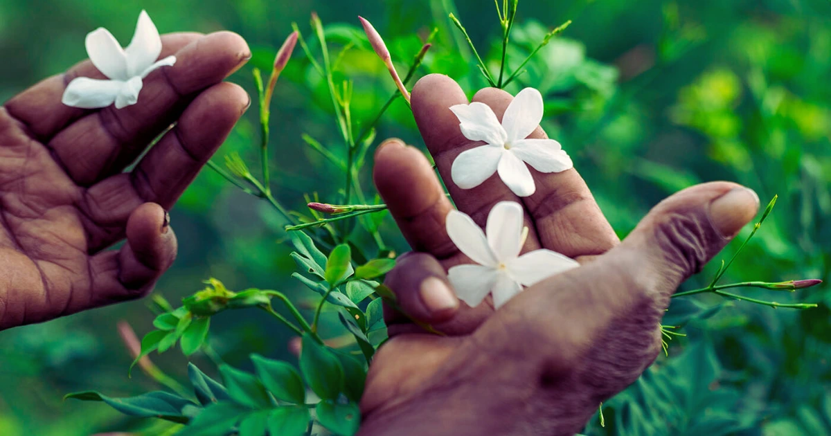 royal jasmine flower