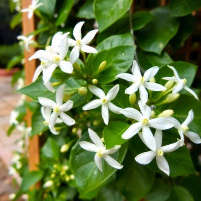 Star Jasmine