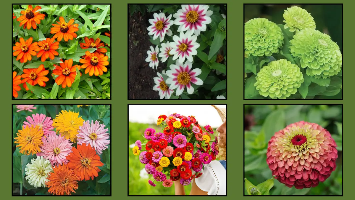 8 Zinnia Varieties