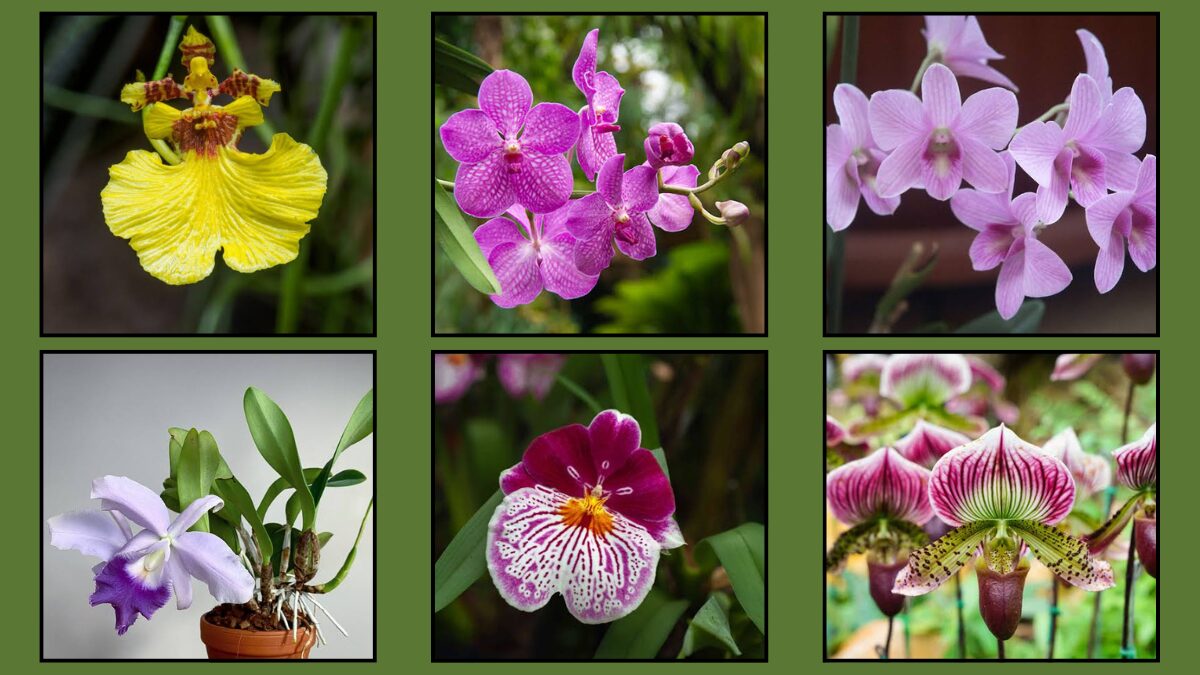 9 Orchid Varieties