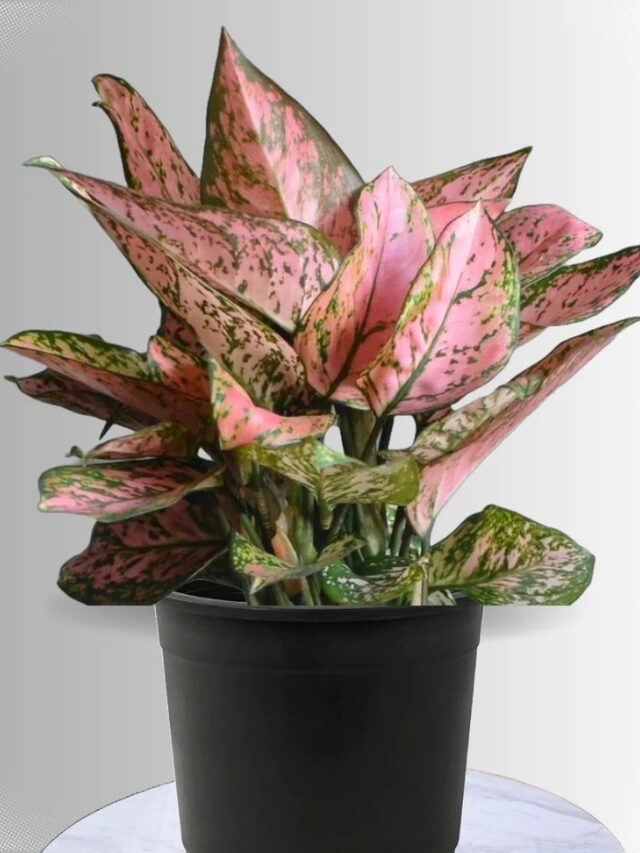 Aglaonema' Pink Valentine '