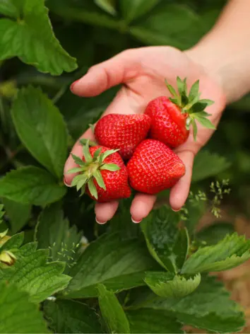 Albion Strawberry