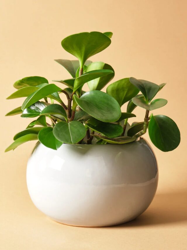 Baby Rubber Plant