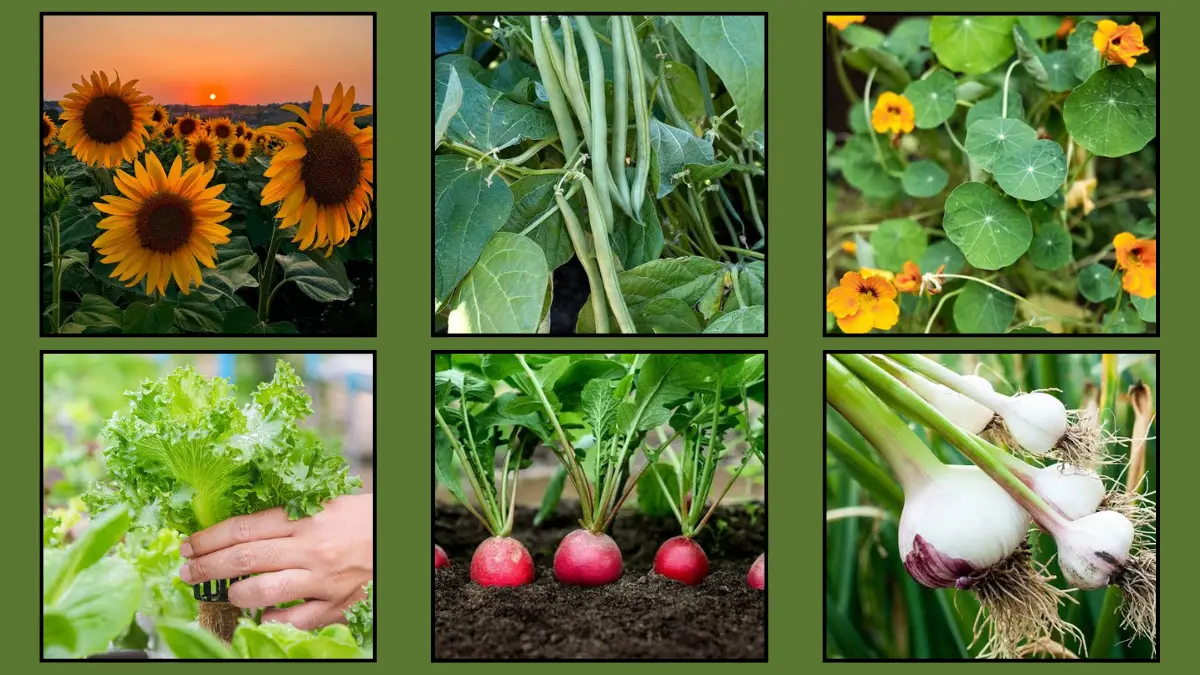 Best Fast Growing Plants For Kids