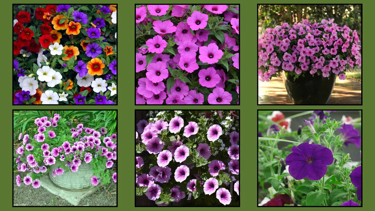 Best Petunia Varieties