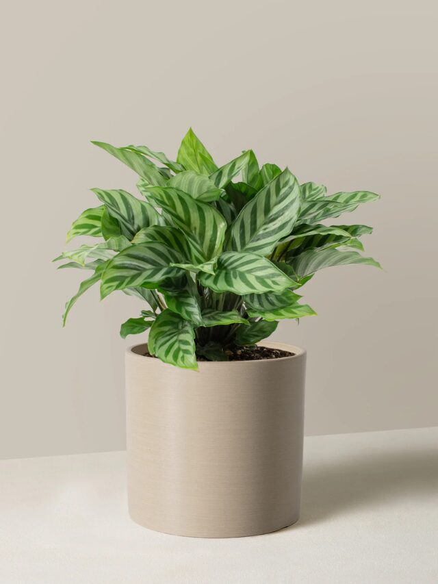 Calathea 'Freddie'