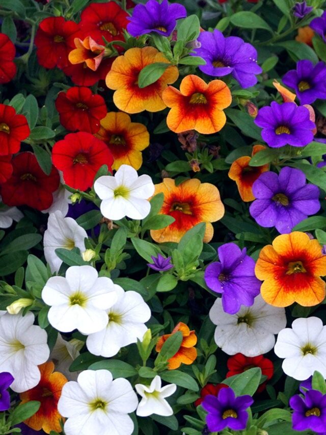 Calibrachoa
