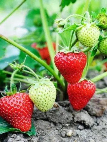Chandler Strawberry