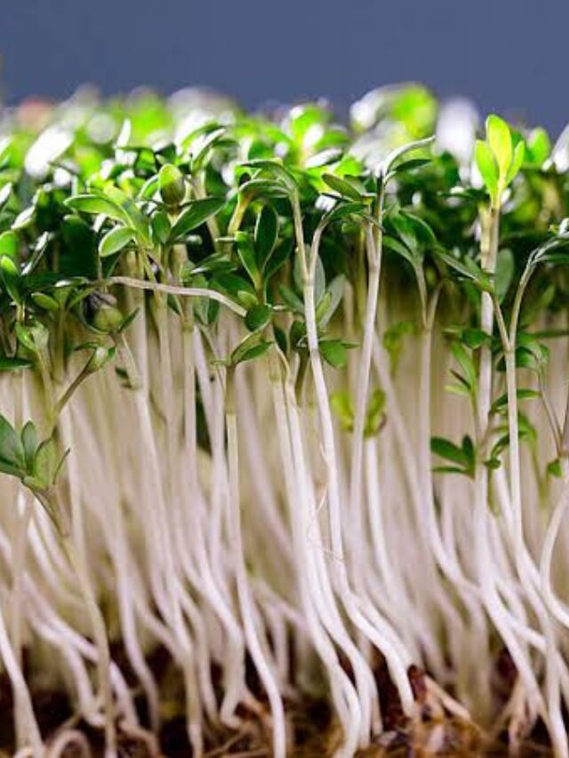 Cress