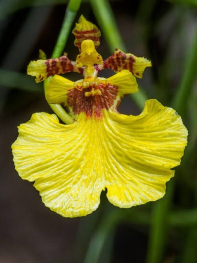 Dancing Lady Orchid