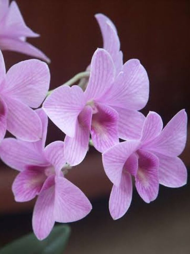Dendrobium