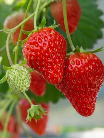 Earliglow Strawberry