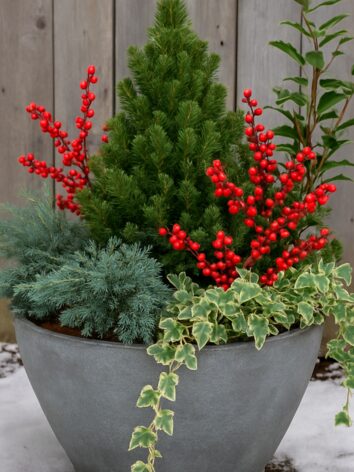Evergreen and Berry Mix Planter