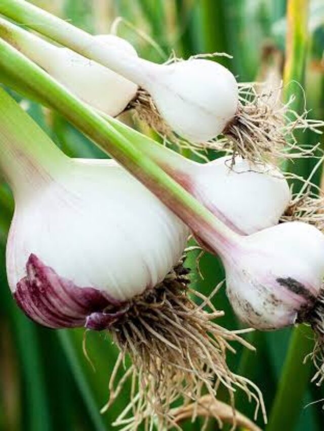 Garlic