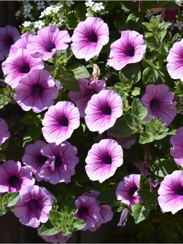 Grandiflora Petunias