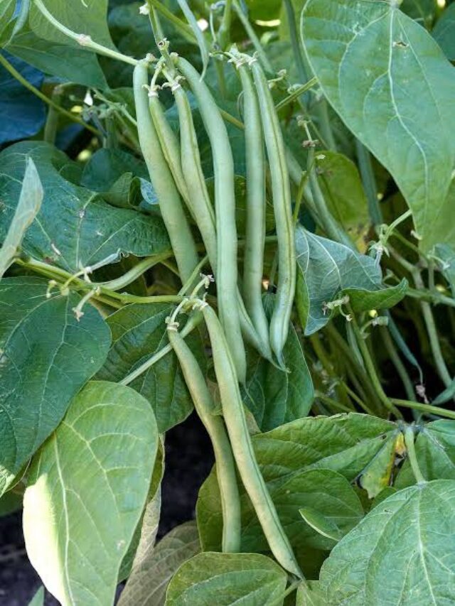 Green Beans