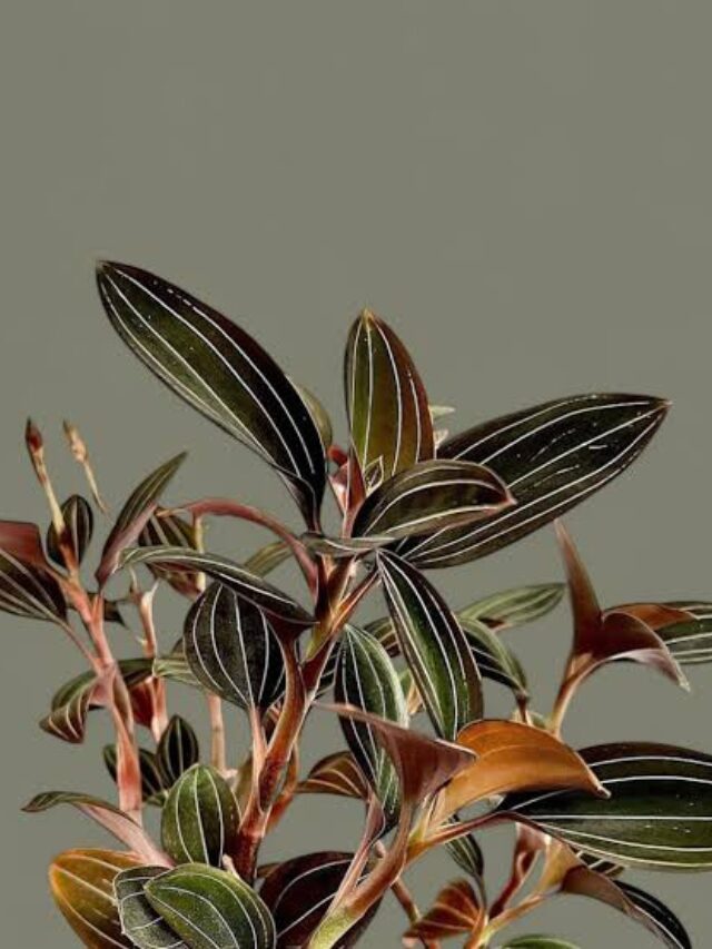 Jewel Orchid