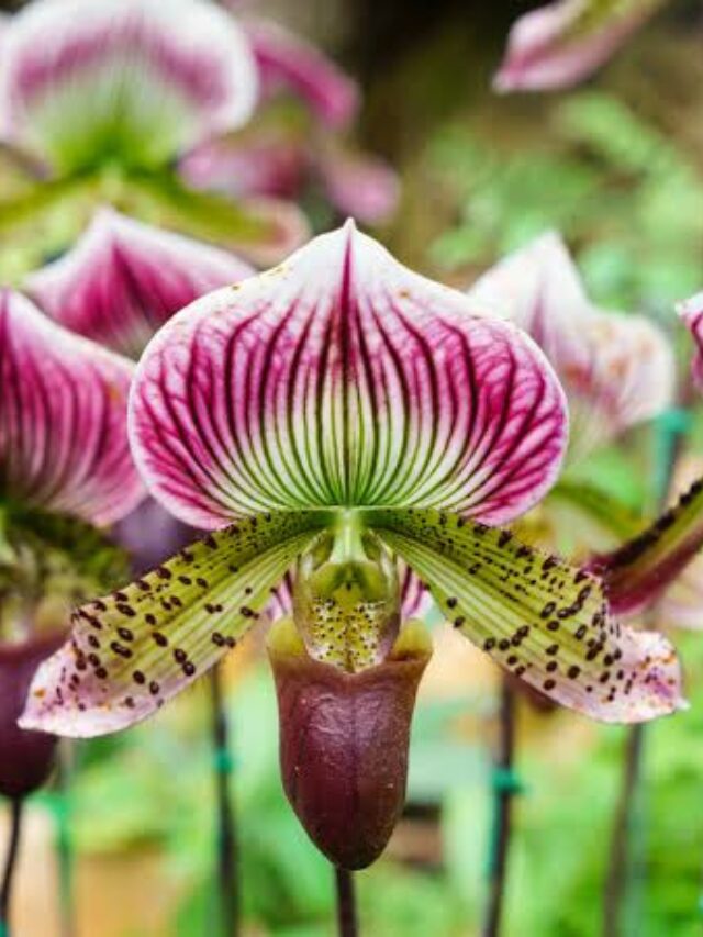 Lady Slipper Orchid