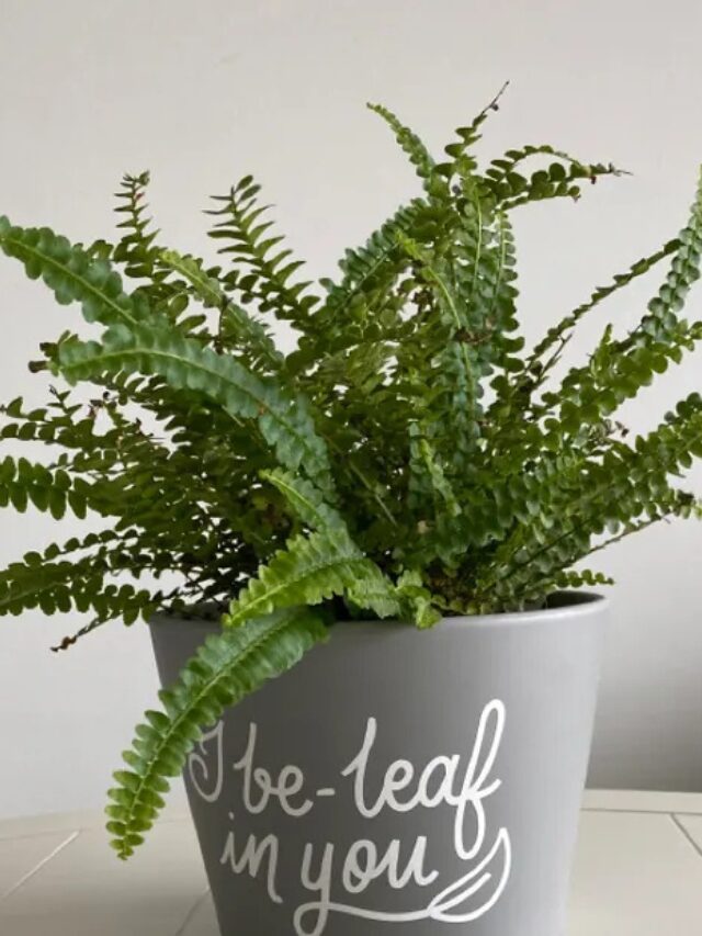 Lemon Button Fern
