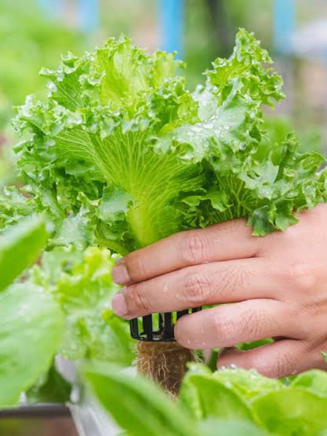 Lettuce