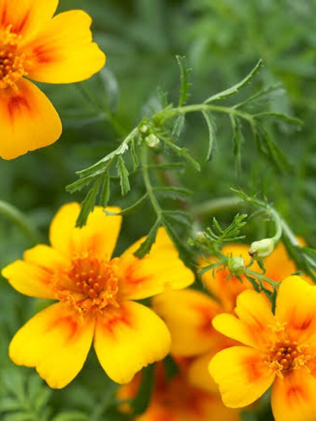 Marigolds