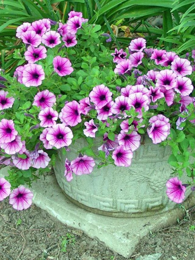 Milliflora Petunias