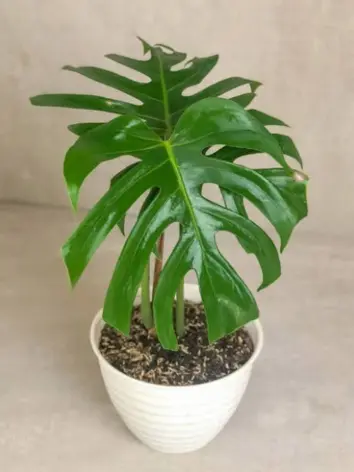 Monstera Borsigiana