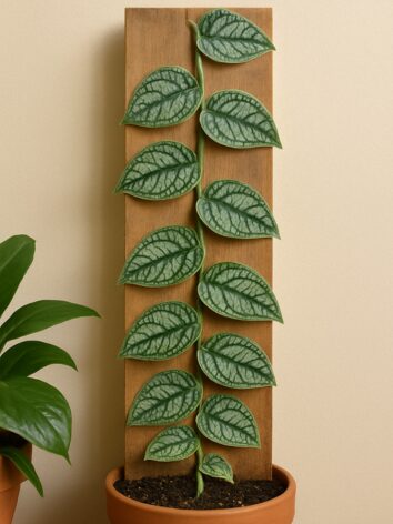 Monstera Dubia