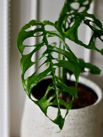 Monstera Obliqua