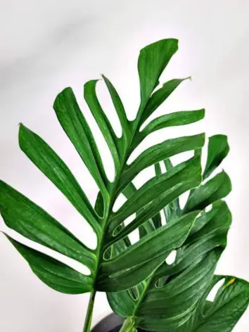 Monstera Pinnatipartita