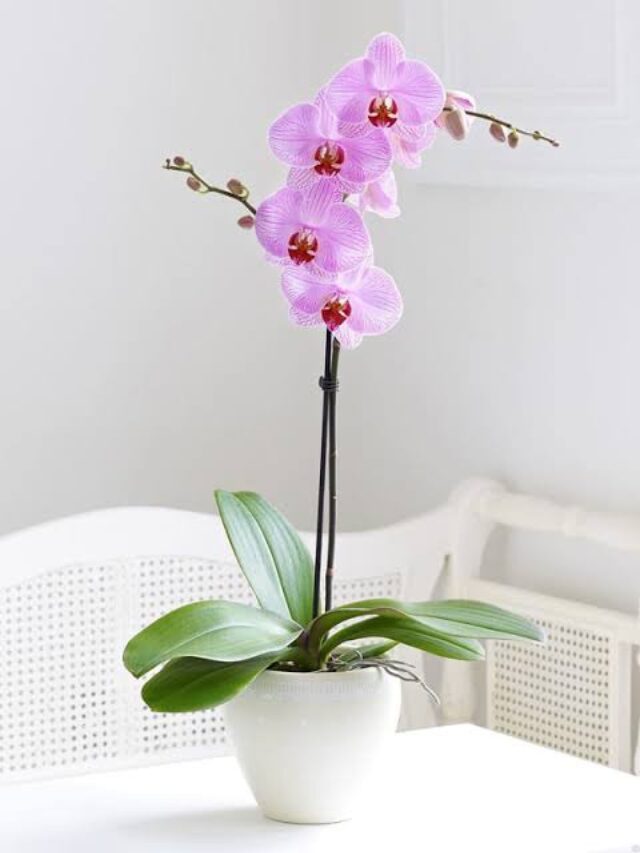 Moth Orchid