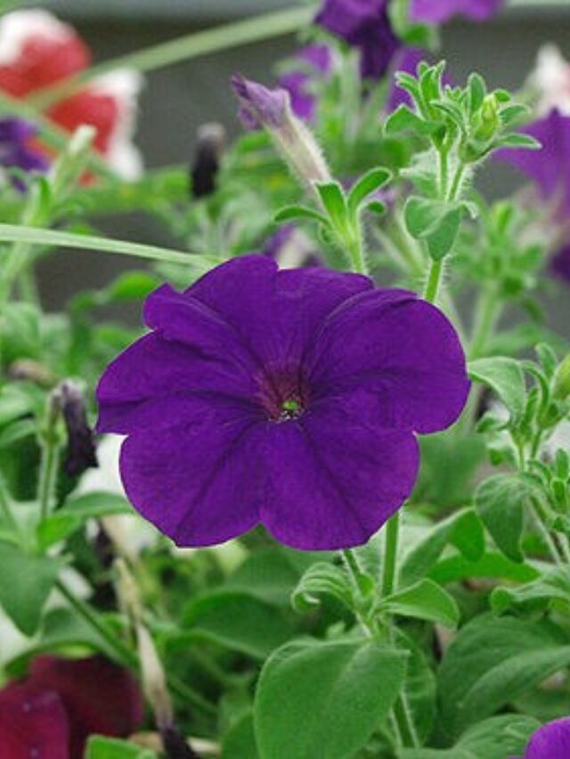 Multiflora Petunias